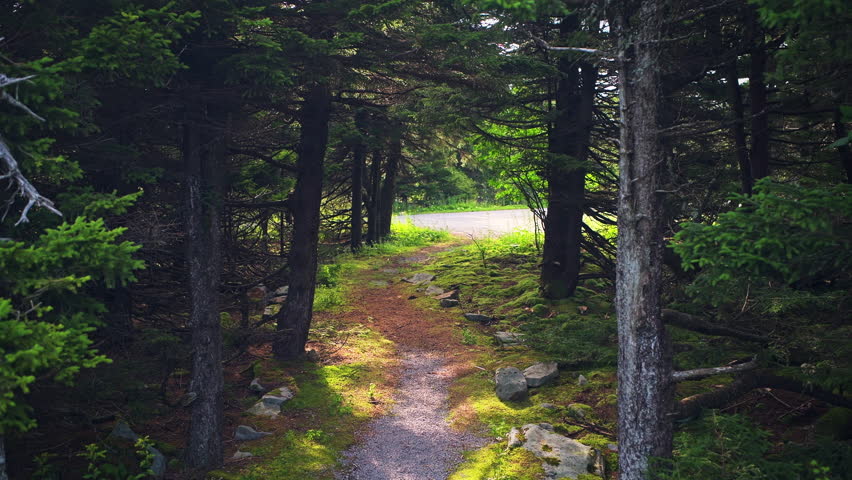 Point of view pov walking on huckleberry hiking trail Spruce Knob mountain pine forest with sun rays flare sunburst behind tree trunks, West Virginia