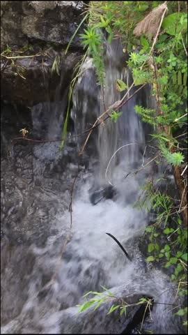 The flow of irrigation water in a ditch at the countryside is still clear and transparent with ferns and green grass growing abundantly around it