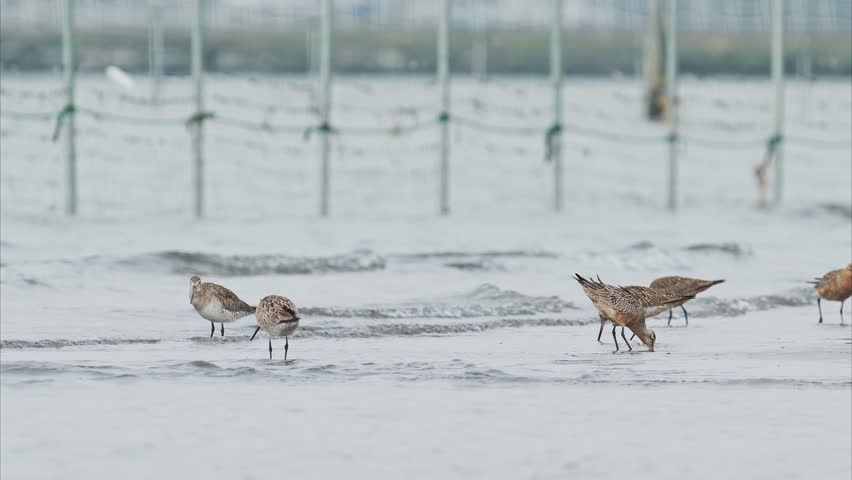 A flock of foraging bar-tailed godwit (with sound)