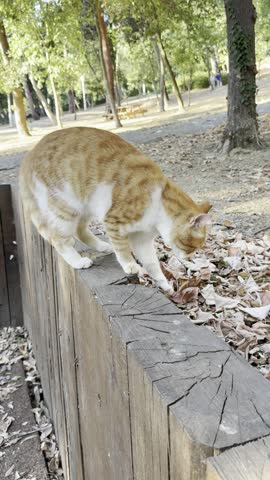 Handheld video of ginger white cat gracefully descending from a low wooden barrier, rubbing against tree branch amidst fallen autumn leaves. City park at golden hour. Urban gym equipment, crows sounds