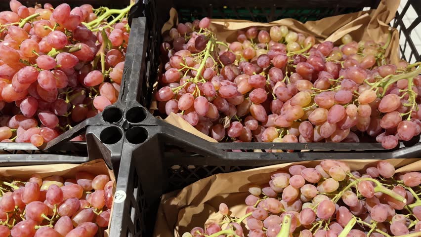 Close-up of crimson seedless grapes in black plastic crates. The grapes are ripe and ready to eat.