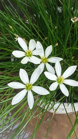 WHITE FLOWERS WITH SIX ELONGATED PETALS OF EACH FLOWER 
