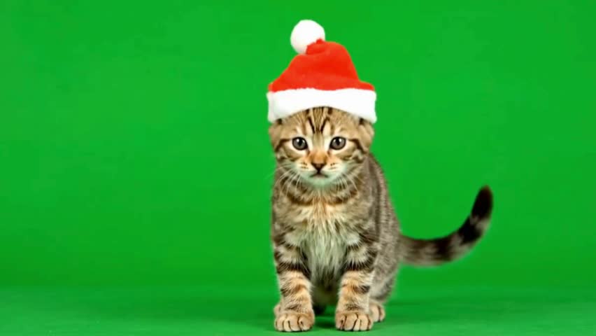 A cute tabby kitten wearing a red Santa hat sitting against a green screen background, capturing festive holiday charm.