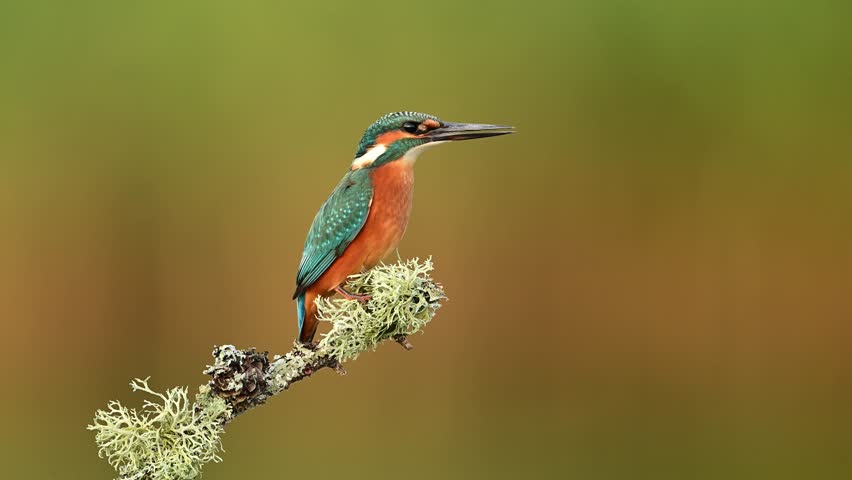 European Kingfisher ( Alcedo atthis ) in slow motion