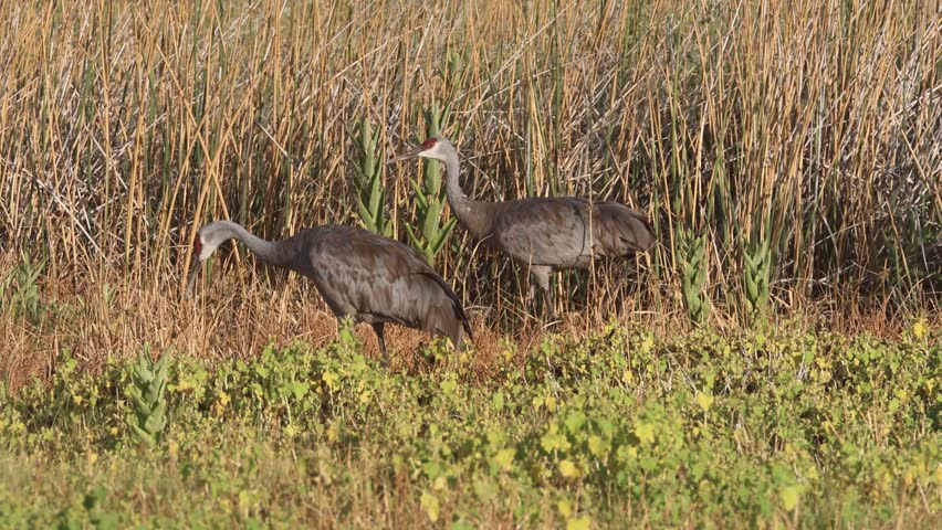 Pair of Sandhill Cranes (Antigone canadensis) foraging in tall grass at the Fleming Unit of Honey Lake Wildlife Refuge, Lassen County, California.
