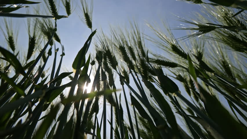 Low angle view of green wheat spikes. Close-up upward perspective of green wheat stalks in a field, backlit by sunlight with a clear blue sky in the background.