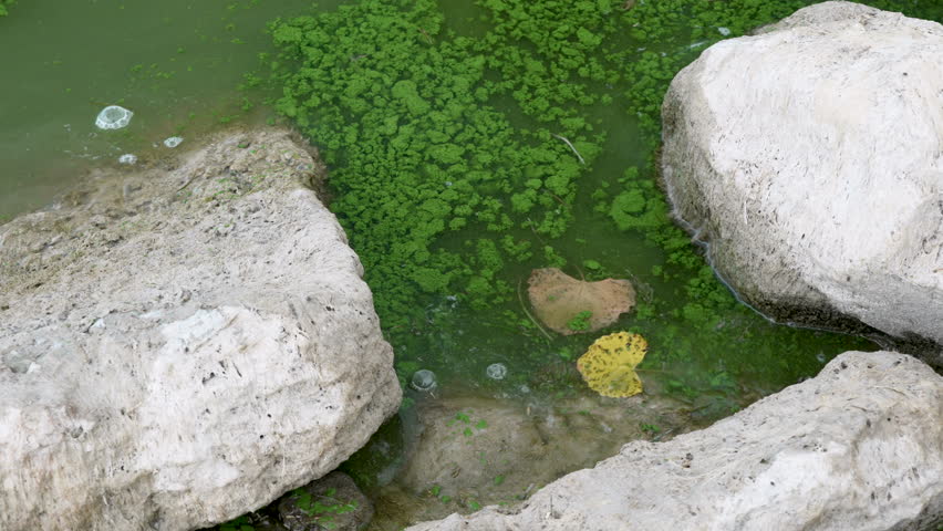 Algae bloom on Utah Lake during the summer as water becomes toxic.