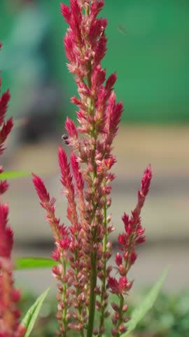 A bee is collecting nectar from a red flower