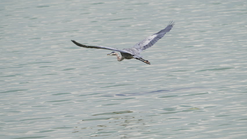 Great Blue Heron flying low over Utah Lake in slow motion.