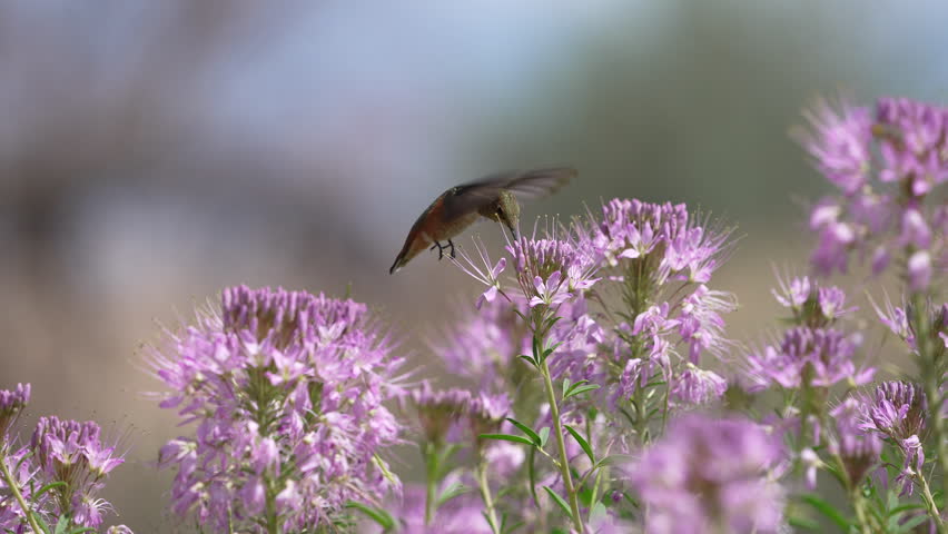 Hummingbird collecting nectar during summer migration on Antelope Island in Utah.