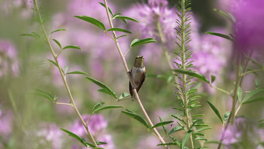 Hummingbird collecting nectar during summer migration on Antelope Island in Utah.