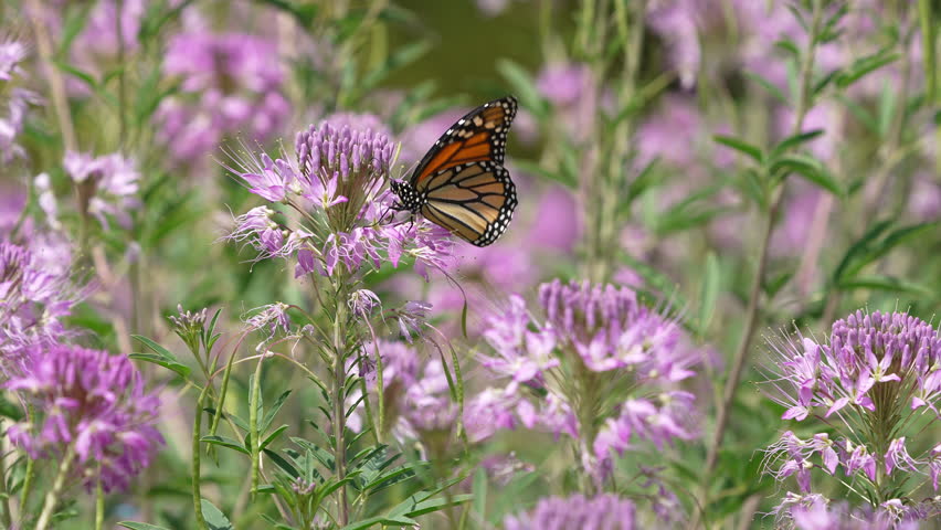 Monarch Butterfly collecting nectar from flowers in summer on Antelope Island.