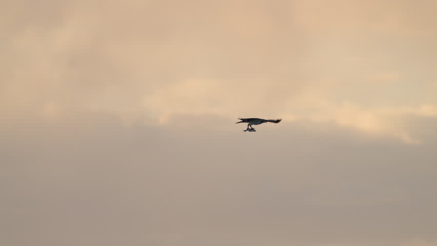 Osprey flying during sunset carrying a fish it caught in Utah Lake.