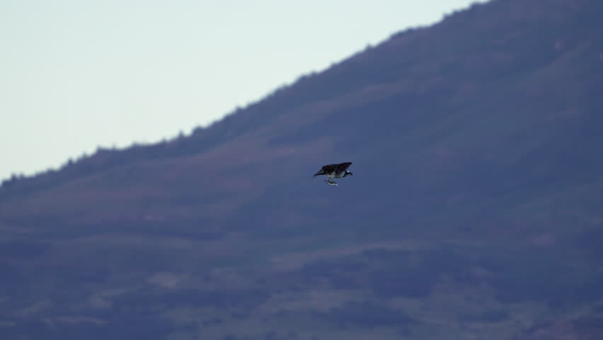 Osprey flying with a fish in slow motion and shaking water off its feathers.