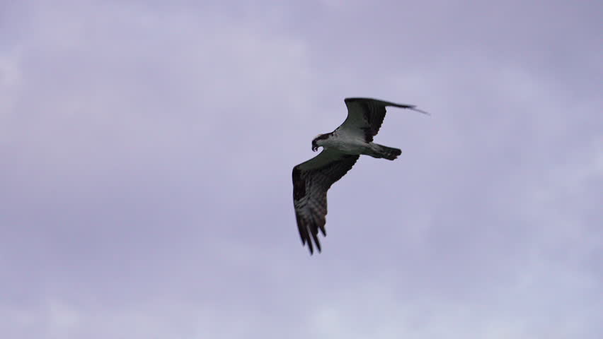 Osprey flying in slow motion while hunting for fish in Utah Lake.