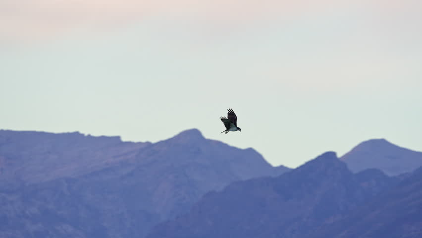 Osprey flying in slow motion over Utah Valley with the Wasatch Mountains in the background.