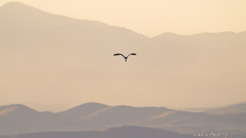 Osprey flying at sunset carrying a fish it caught in Utah Lake.