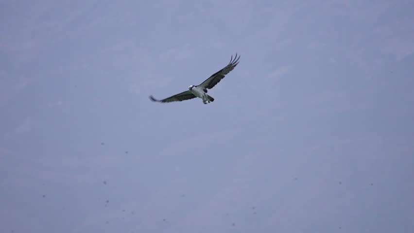 Osprey shaking water off in slow motion holding on to a fish it caught in Utah Lake.