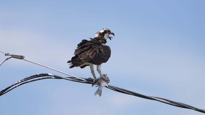 Osprey with a fish on a power line in Utah during the hot summer.