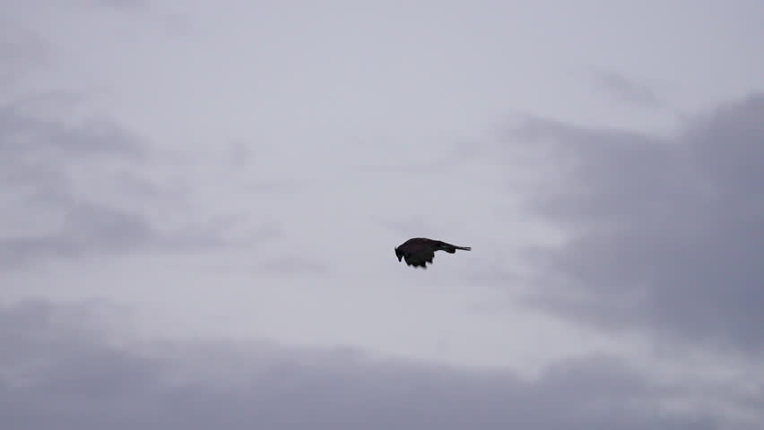Osprey hovering in the wind watching for fish in Utah Lake.