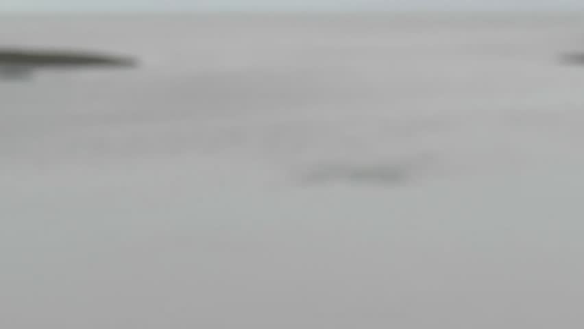 Beluga whales swimming in the Kenai River in Alaska