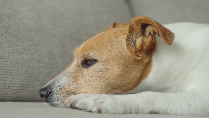 Sad Jack Russell Terrier dog lying on sofa. Lonely pet waiting for owner at home. Concept of loneliness, sadness and pet emotions