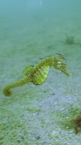 Vertical video, Close-up of beautiful Long Snouted Seahorse swimming over seabed covered with colonial form of blue-green algae, Slow motion