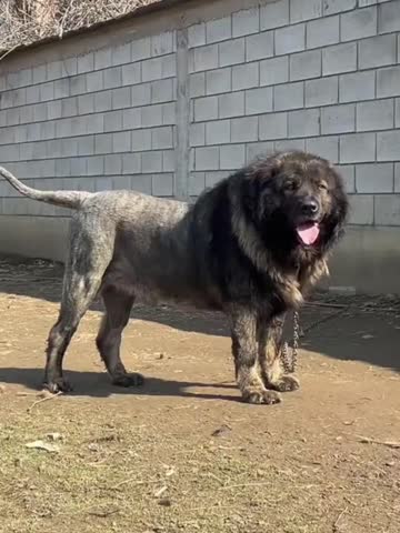 A beautiful lion dog with a thick fluffy mane, resembling a lion in appearance. The majestic dog stands proudly with expressive eyes and a regal look, symbolizing strength, beauty, and loyalty.