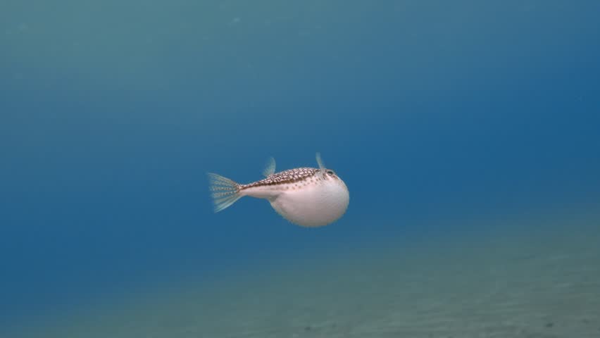 Inflated puffer fish swimming in Fig Tree Bay, Cyprus