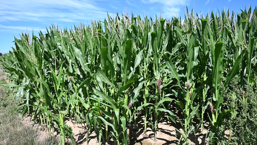 Corn stalks, with corn maturing on them, growing tall on a breezy late summer day in the farm field with a blue sky and wispy clouds. 
