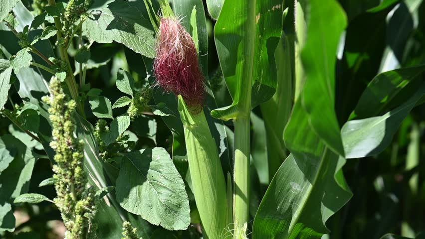 An ear of Corn maturing on a corn stalk on a breezy late summer day in the farm field.