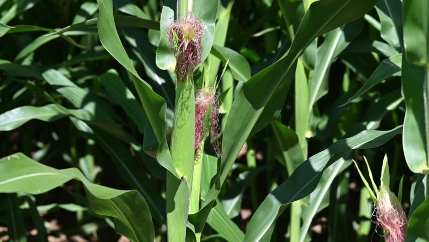 Corn maturing on a corn stalk on a breezy late summer day in the farm field.