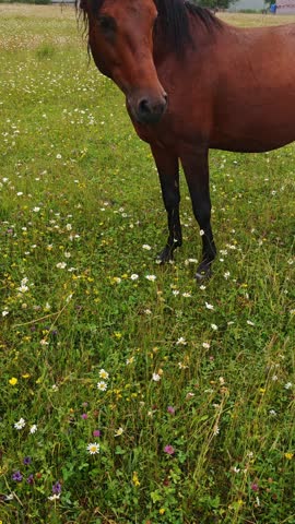 Brown horse peacefully grazing in a meadow full of wildflowers, enjoying a serene moment in nature