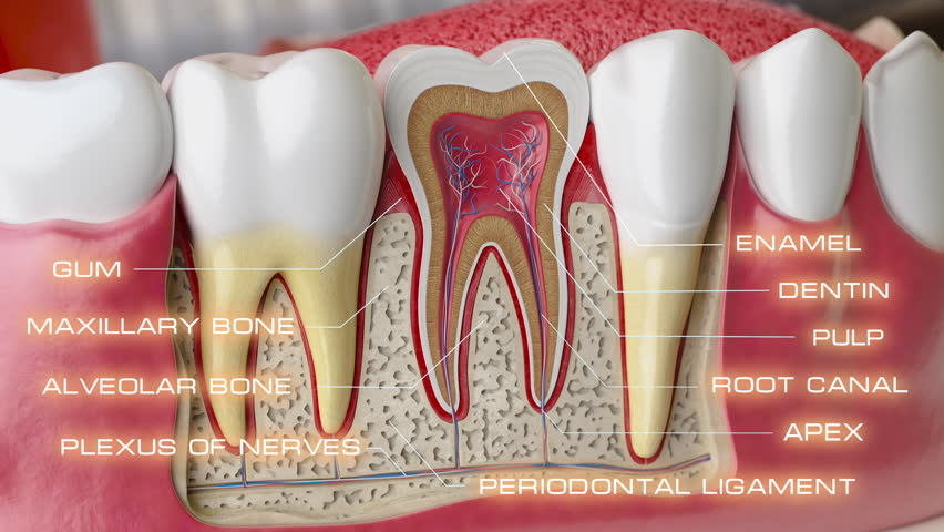 A detailed cross-section model of human teeth with roots and nerves. Dental anatomy and structure. 3D Illustration