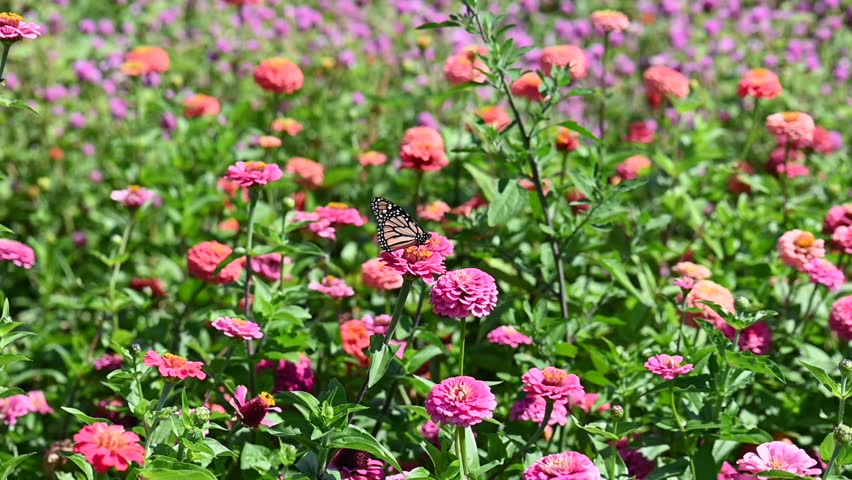 A beautiful Monarch butterfly taking nectar from a pink Zinnia flower, then flies off, in a flower field on a warm sunny and breezy day.