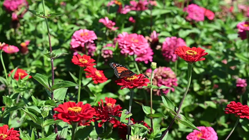 A beautiful Monarch butterfly taking nectar from a couple of red Zinnia flowers in a flower field on a warm sunny and breezy day.