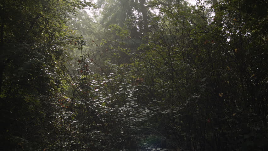 Dense woodland with morning mist among trees and soft light highlighting green foliage in shaded forest