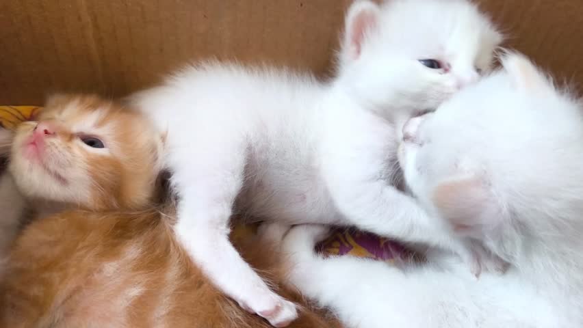 Baby kittens interacting huddled together in a cardboard box with a cloth base for warmth.