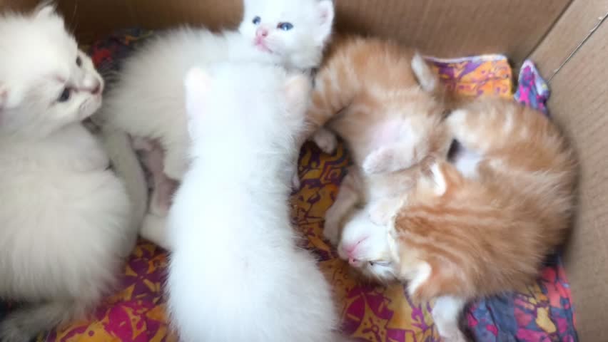 Baby kittens interacting huddled together in a cardboard box with a cloth base for warmth.