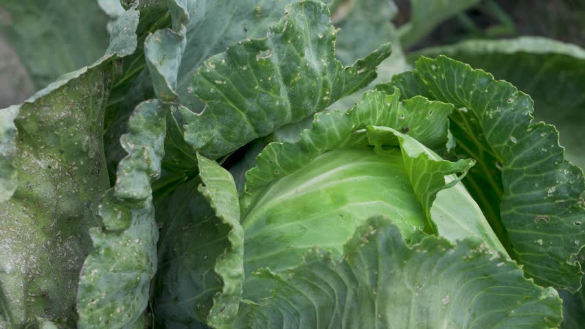 Large green cabbage leaves wrap around tightly forming dense head. Vegetable growth in open fields. Sturdy cabbage leaves growing. Agriculture and vegetable production concept