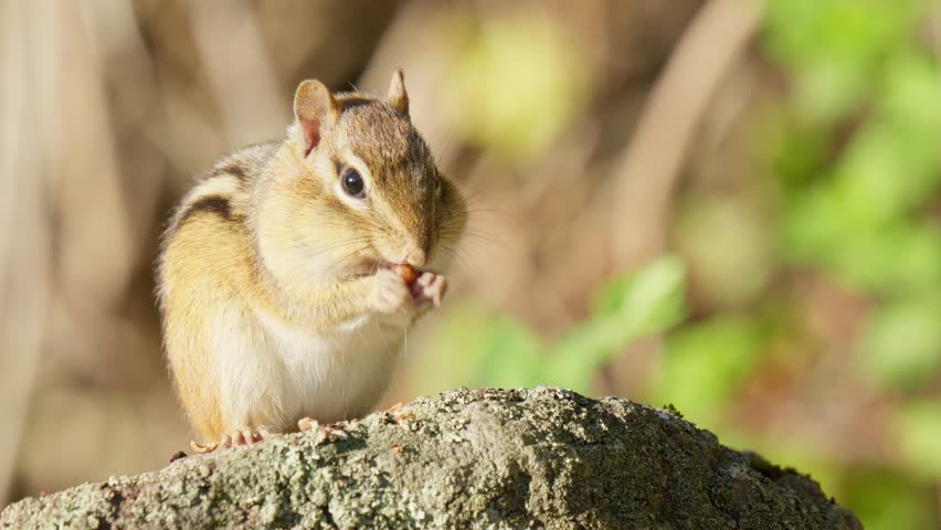 Rachel Carson Wildlife Refuge, Maine, USA. Fall 2025