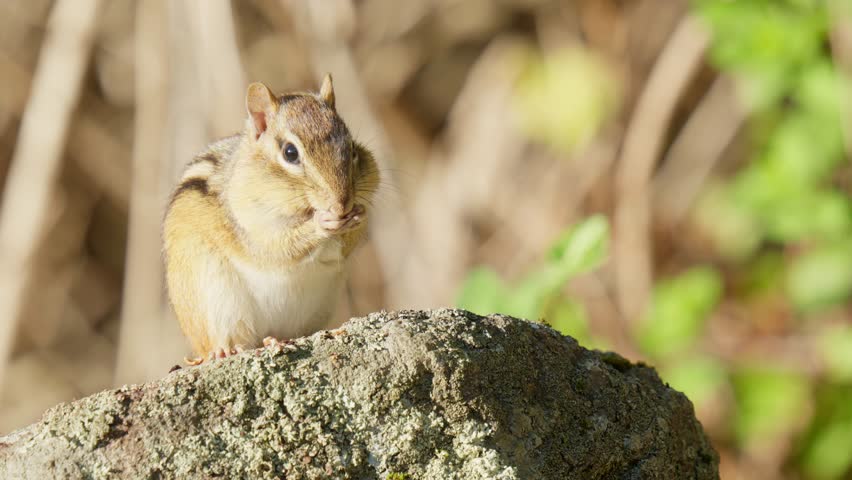 Rachel Carson Wildlife Refuge, Maine, USA. Fall 2025