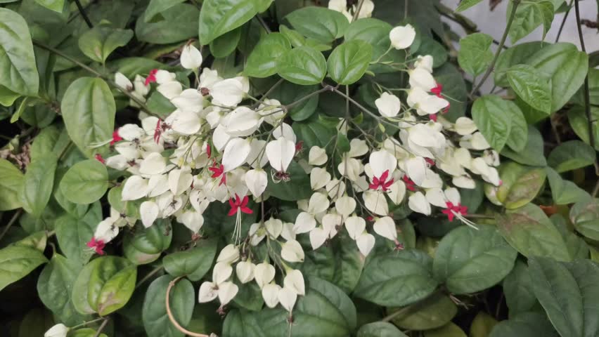 Clerodendrum thomsoniae, also known as Bleeding Heart Vine, is an ornamental vine native to tropical West Africa. This plant is often used as a shade plant and for traditional medicine.
