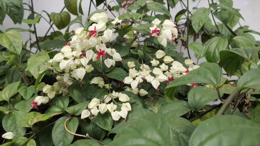 Clerodendrum thomsoniae, also known as Bleeding Heart Vine, is an ornamental vine native to tropical West Africa. This plant is often used as a shade plant and for traditional medicine.