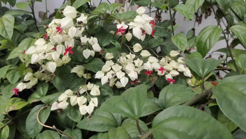 Clerodendrum thomsoniae, also known as Bleeding Heart Vine, is an ornamental vine native to tropical West Africa. This plant is often used as a shade plant and for traditional medicine.