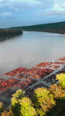 Vast Log Rafts Moving Along a Serene River in British Columbia, Canada