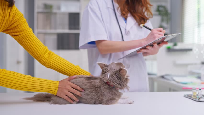 Close up of pet owner bring Chihuahua puppy to veterinary clinic for check up. Professional female veterinarian examine and treats domestic dog on examination table during appointment at pet hospital.