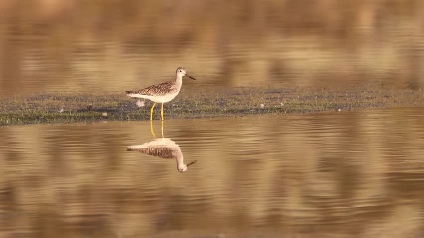 american, animal wildlife, aquatic bird, avian species, beauty in nature, bird behavior, birds, birdwatching, calm water, feeding, flats, foraging, greater yellowlegs, lagoon, lakeshore, marsh habitat