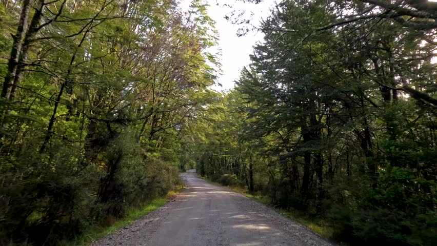 Vehicle travels along gravel forest road, dappled sunlight, lush greenery, steady forward camera movement