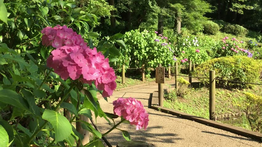 White hydrangea flowers, serene garden path, lush greenery, peaceful atmosphere, blooming beauty